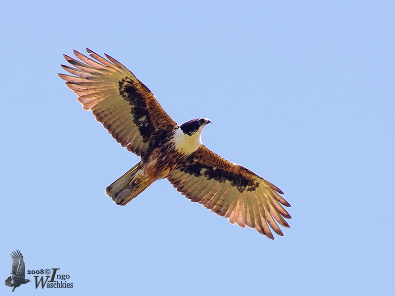 Adult Rufous-bellied Eagle (ssp. formosus)