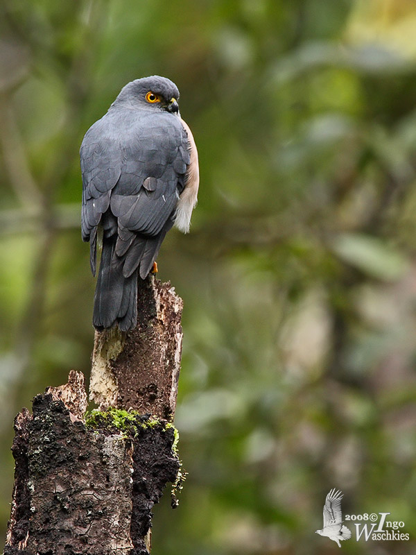 Female Dwarf Sparrowhawk