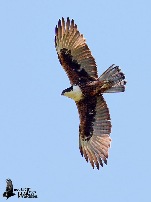Adult Rufous-bellied Eagle (ssp. formosus)