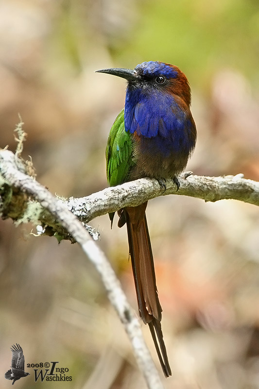 Adult Purple-bearded Bee-eater