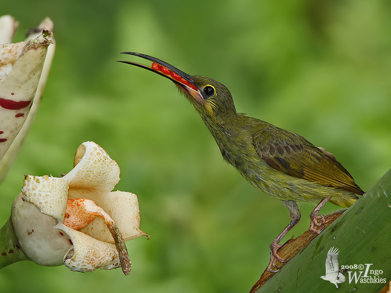 Adult Yellow-eared Spiderhunter