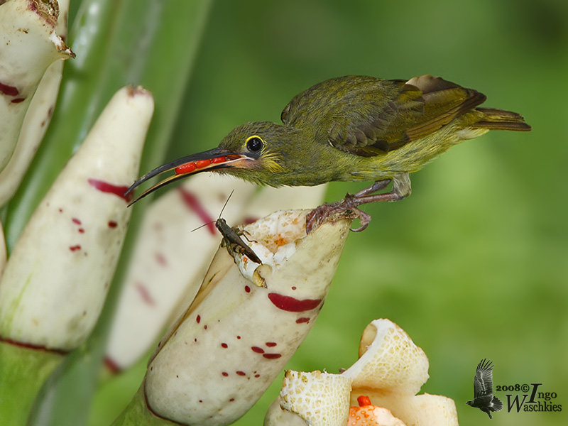 Adult Yellow-eared Spiderhunter