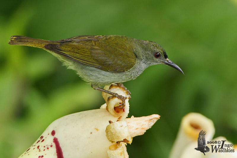 Male Plain Sunbird