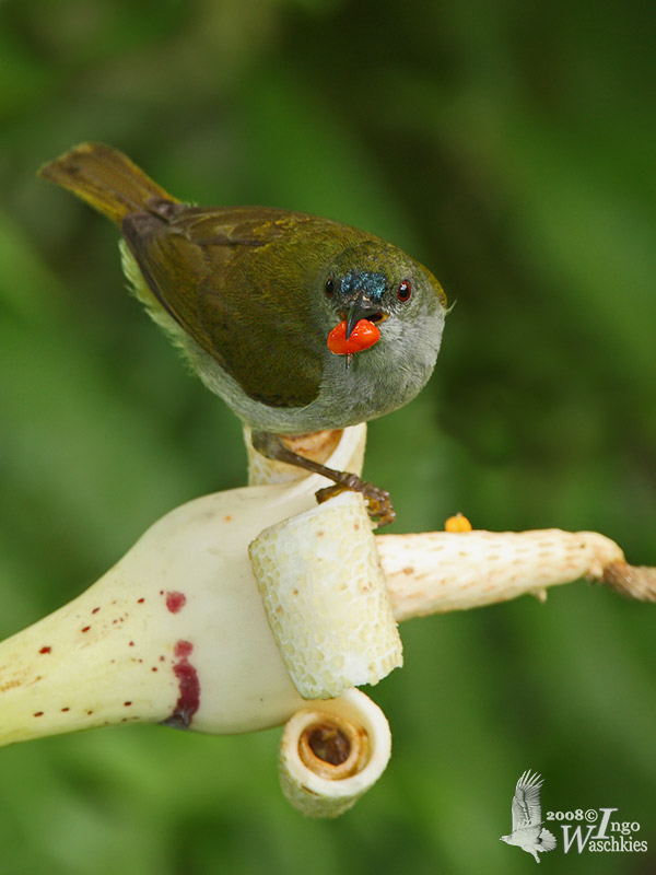 Male Plain Sunbird