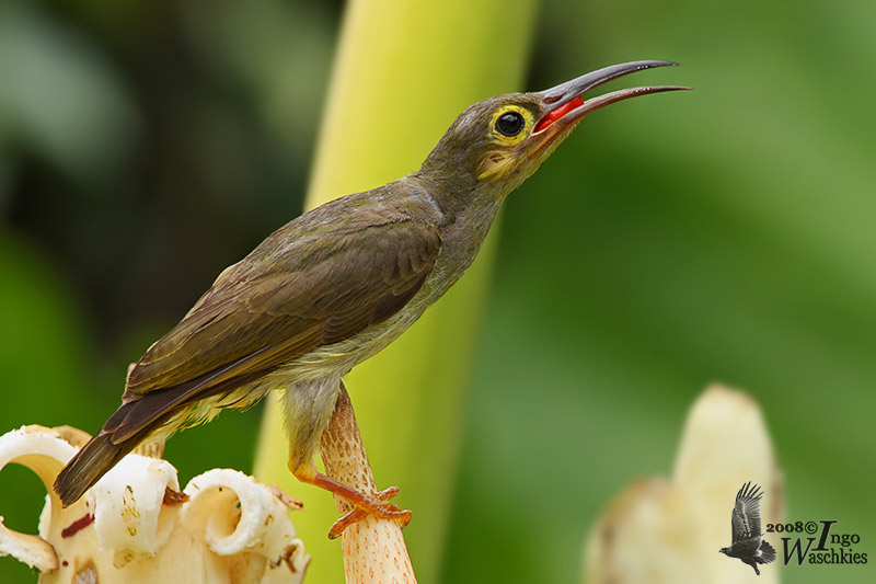 Adult Spectacled Spiderhunter