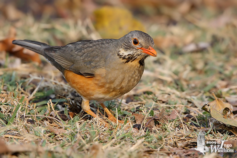 Adult Kurrichane Thrush