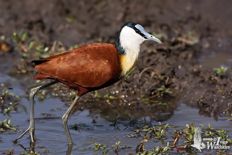 Adult African Jacana