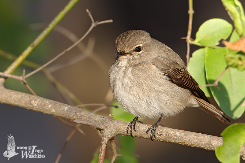 African Dusky Flycatcher (ssp. <em>fuscula</em>)