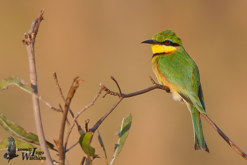 Adult Little Bee-eater (ssp. <em>meridionalis</em>)
