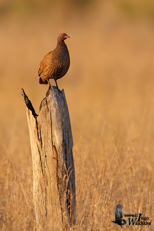 Adult Swainsons Spurfowl (ssp. <em>swainsonii</em>)