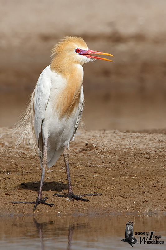 Adult Eastern Cattle Egret in breeding plumage