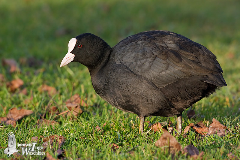 Adult Eurasian Coot