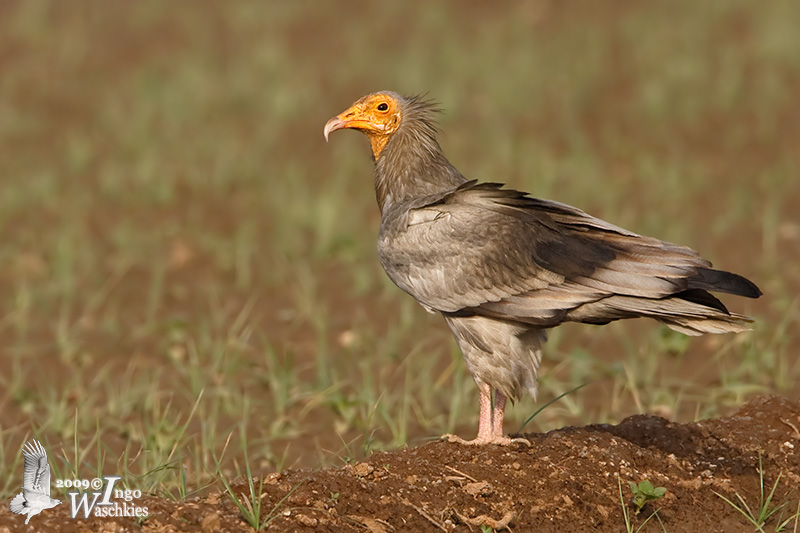 Adult Egyptian Vulture