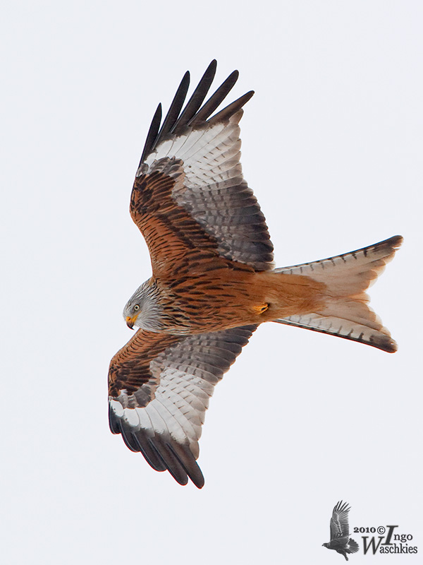 Adult Red Kite (ssp. milvus )