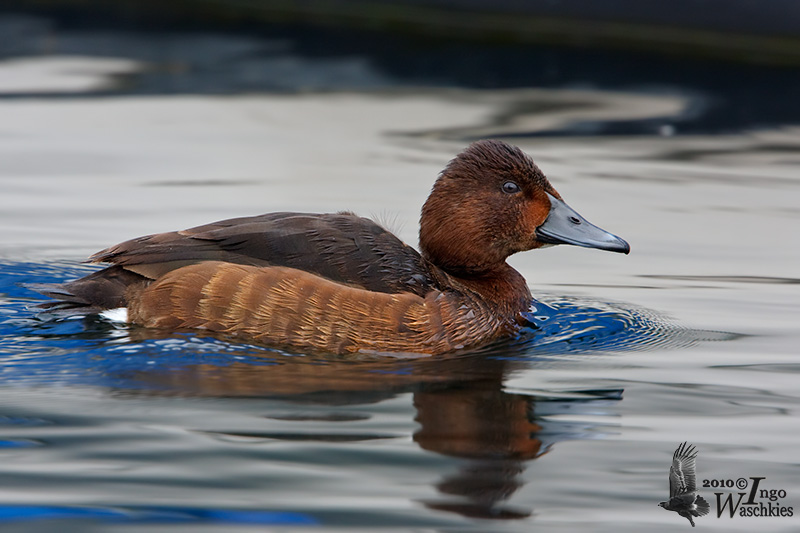 Adult female Ferruginous Duck