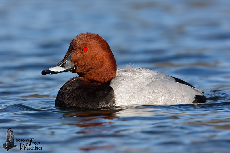 Adult male Common Pochard