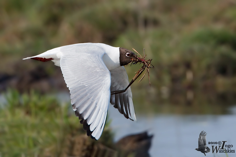 Adult Black-headed Gull in breeding plumage