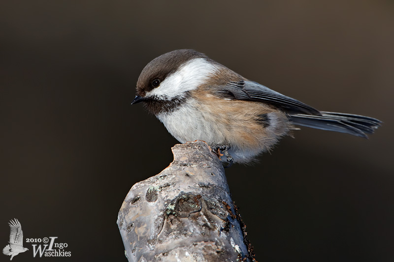 Adult Siberian Tit (Grey-headed Chickadee)
