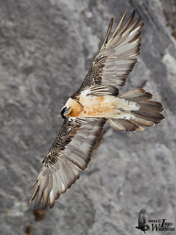 Adult Bearded Vulture (ssp.  aureus )