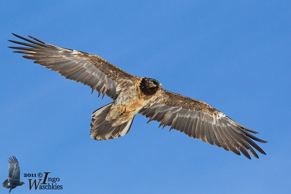 Immature Bearded Vulture (ssp.  aureus )