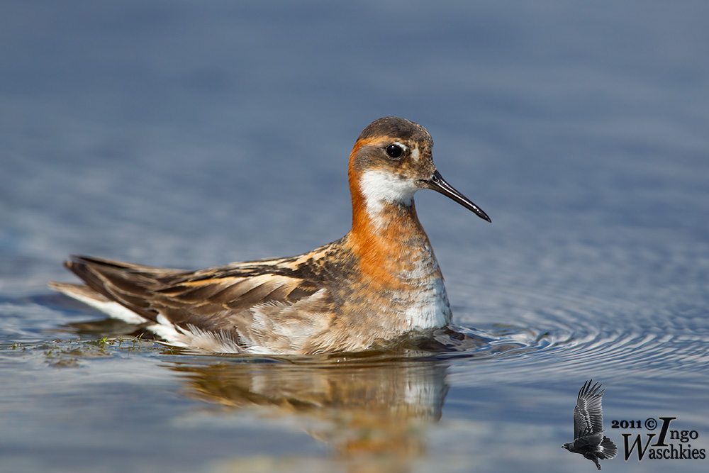 Adult male Red-necked Phalarope