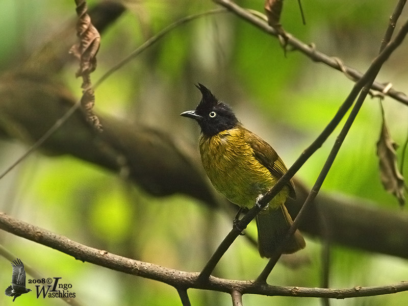 Black-crested Bulbul