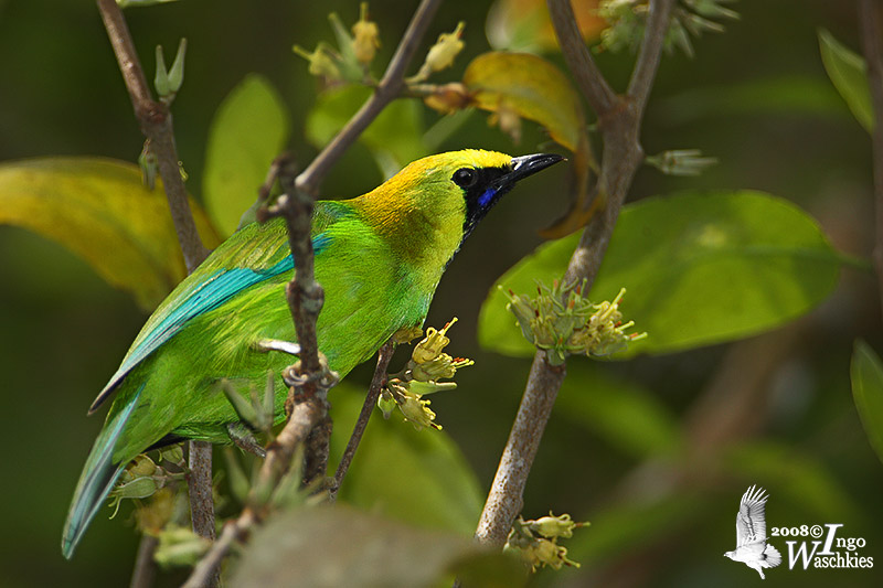 Chloropseidae