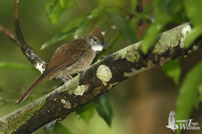 Adult Ochraceous Bulbul (ssp. sacculatus)