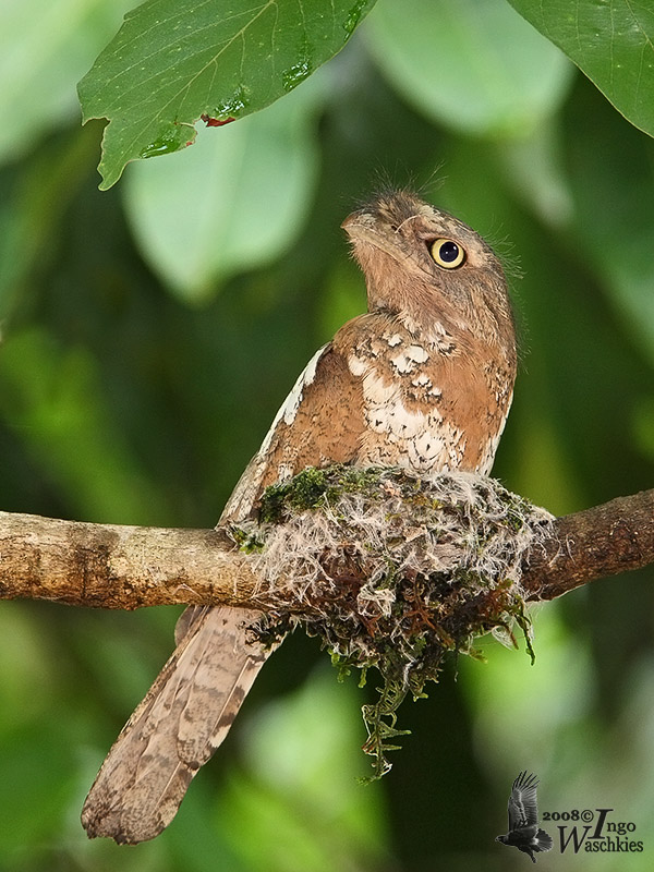 Podargidae