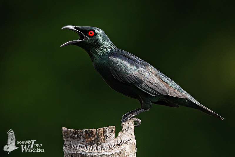 Adult Asian Glossy Starling