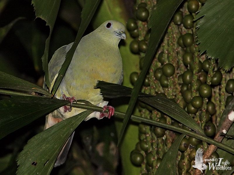 Female Pink-necked Green Pigeon