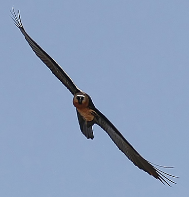 Lammergeier, Bearded Vulture (Gypaetus barbatus)