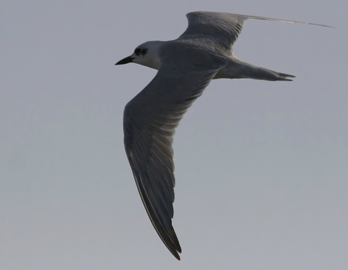 Gull-billed Tern (Sandtrna)