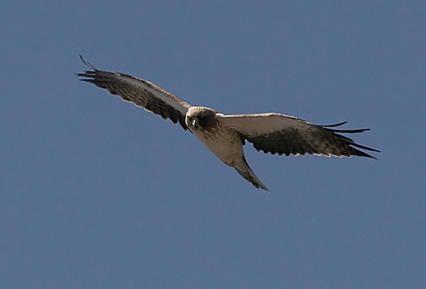 Booted Eagle (Dvrgrn)