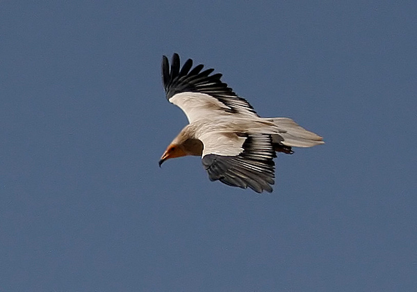 Egyptian Vulture (Neophron percnopterus), Smutsgam