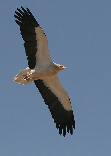 Egyptian Vulture (Neophron percnopterus), Smutsgam