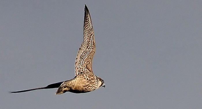 Peregrine Falcon (Falco peregrinus)