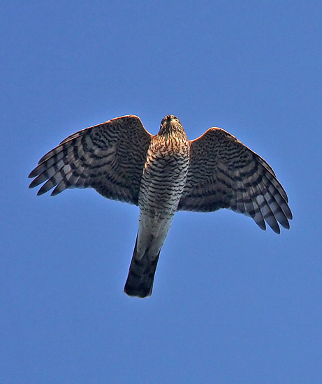 Eurasian Sparrowhawk (Accipiter nisus), Sparvhk