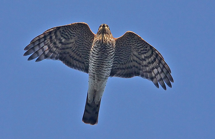 Eurasian Sparrowhawk (Accipiter nisus), Sparvhk