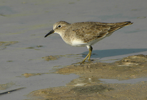 Temmincks Stint (Mosnppa)