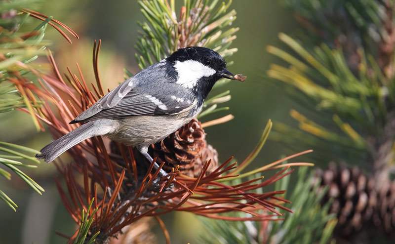 Coal Tit (Parus ater)