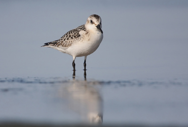 Sanderling (Calidris alba)