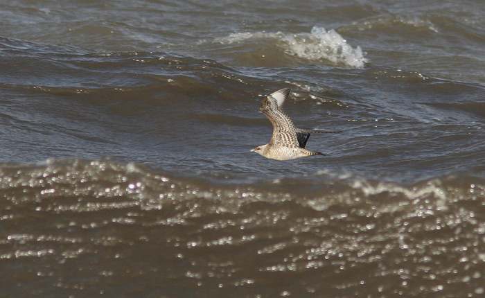 Parasitic Jaeger (Stercorarius parasiticus), Kustlabb