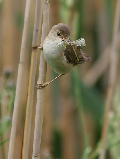 Marsh Warbler (Acrocephalus palustris), Krrsngare