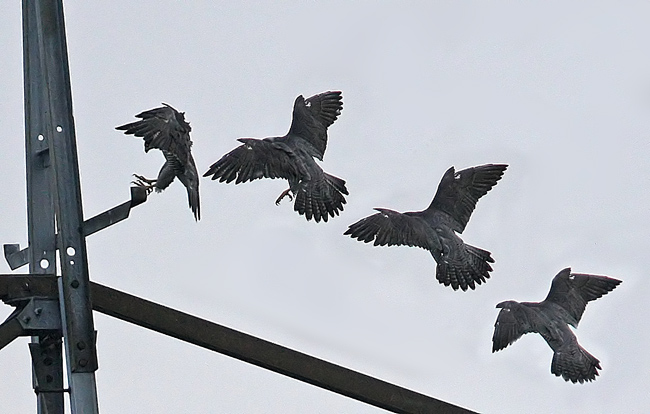 Peregrine landing (Falco peregrinus), Pilgrimsfalk