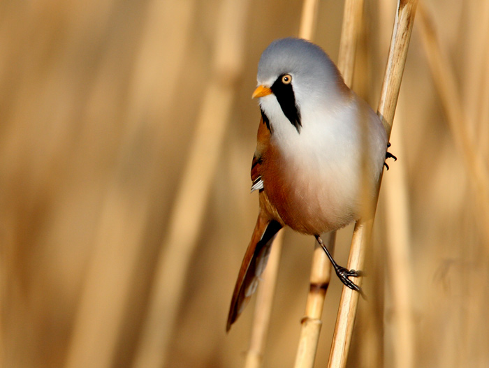 Bearded Reedling (Panurus biarmicus), Skggmes