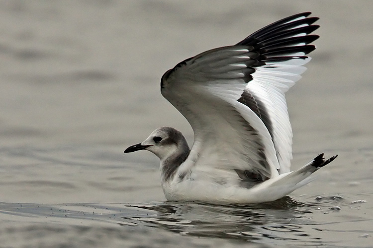 Sabines Gull (Larus sabini), Trnms