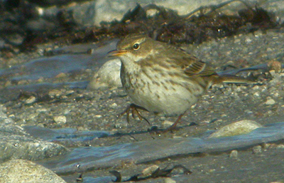 Water Pipit (Anthus spinoletta), Vattenpiplärka