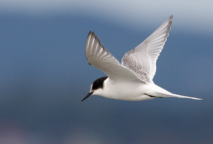 Arctic Tern (Sterna paradisaea)