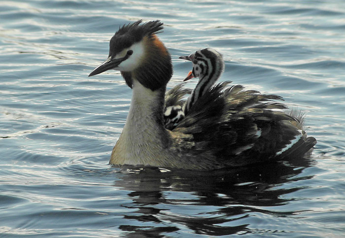 Great Crested Grebe (Podiceps cristatus), Skggdopping